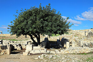 Olivenbaum der Ausgrabungsstätte