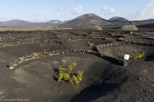 Wein von Lanzarote - Traditioneller Weinanbau