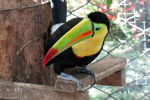 Fischertukan (Ramphastos sulfuratus)