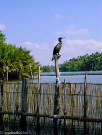 Kormoran auf dem Madu Ganga