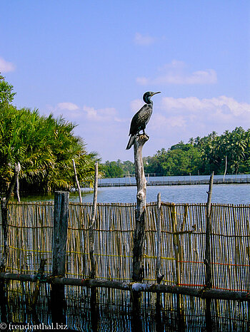 Kormoran auf dem Madu Ganga