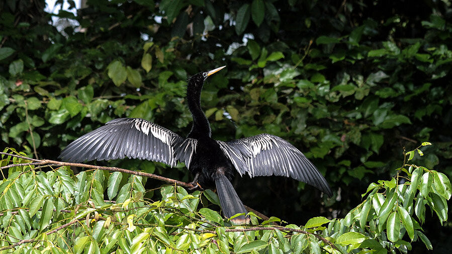 Schlangenhalsvogel beim Sonnenbad
