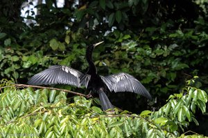 Schlangenhalsvogel beim Sonnenbad