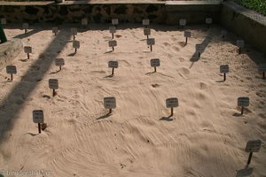 ein halben Meter unter dem Sand liegen die Schildkröteneier