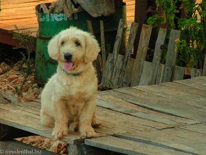 Kleiner Hund bei Kaleücagiz lockt die Kundschaft.