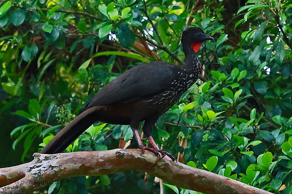 Rostbauchguan – Penelope purpurascens beim Vulkan Arenal, Costa Rica