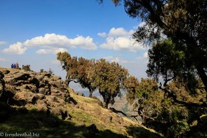 Wald aus einer Erika-Art im Simien Nationalpark