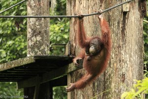 Orang Utan im Rehabilitation Center von Sepilok