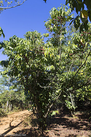 einer der wenigen Arabica-Büschen auf dem Bolaven-Plateau
