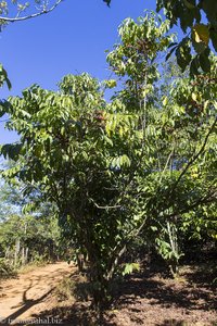 einer der wenigen Arabica-Büschen auf dem Bolaven-Plateau