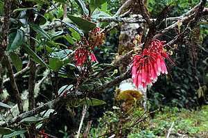 Blütenstand beim Sendero El Quetzal