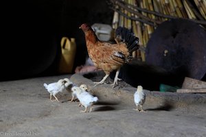 auch das Huhn mit seinen Küken rennen durch die Küche im Silte-Haus