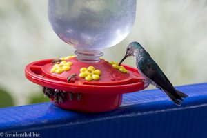 Ein Kolibri wird bei der Nektarstation gefüttert.