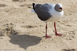 Grauköpfige Möwe (Larus cirrocephalus) - wo keine Affen sind, kommen die ...