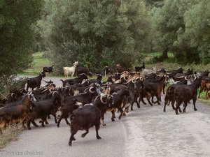 Ziegen als Verkehrshindernis auf Kassandra