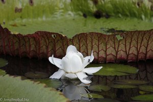 Wasserlilie im Botanischen Garten von Pamplemousses