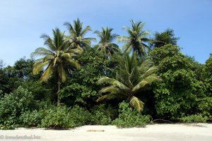 Palmen am Strand vom Nationalpark Manuel Antonio