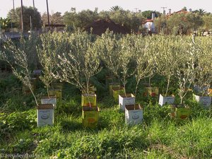 Olivenbäume im eigenen Saft gezogen