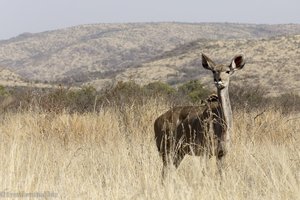 Game Drive mit Kudu im Nationalparl Pilanesberg