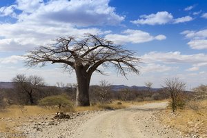 typisch für das nördliche Südafrika: Baobab