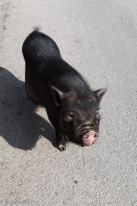 kleines Schwein