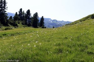 Pfeifengraswiese bei Mürtschenfurggel