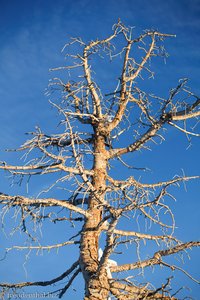 kahler Baum am Bryce Canyon