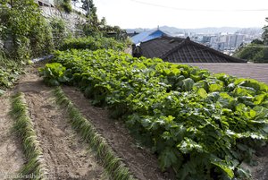 Gemüsegarten im Seongjingol Mural Village