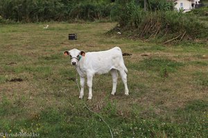 Kalb auf einer Wiese bei Ribeirinha