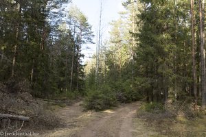 Rückweg vom Adlerfelsen durch den Wald