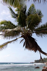 Palme an der Anse Fourmis