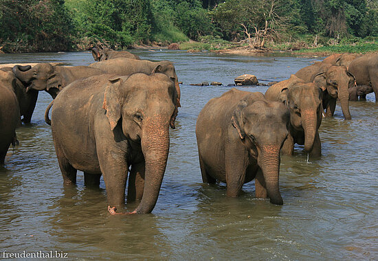 Elefantenwaisenhaus Pinnawela auf Sri Lanka