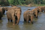 Elefantenwaisenhaus Pinnawela auf Sri Lanka