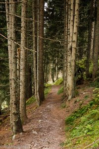 Fichten im unteren Teil der Wanderung