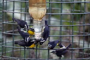 Zuckervogel, Bananaquit (Coereba flaveola)