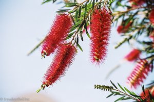 Blüte im Iberotel Makadi Beach