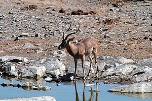 Impala Antilope beim Camp Halali
