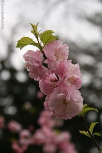 Blütenpracht im Frühjahr