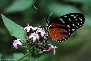 Tiger-Passionsblumenfalter (Heliconius hecale) Mariposario Spirogyra