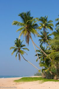 Palmen am Indischen Ozean
