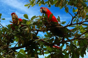 Lapa Roja – Hellrote Aras in den Bäumen von Boca San Carlos