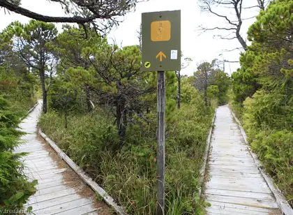 Shorepine Bog Trail | Pacific Rim