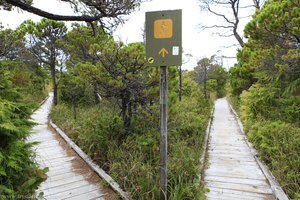 Shorepine Bog Trail | Pacific Rim