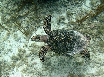 Echte Karettschildkröte