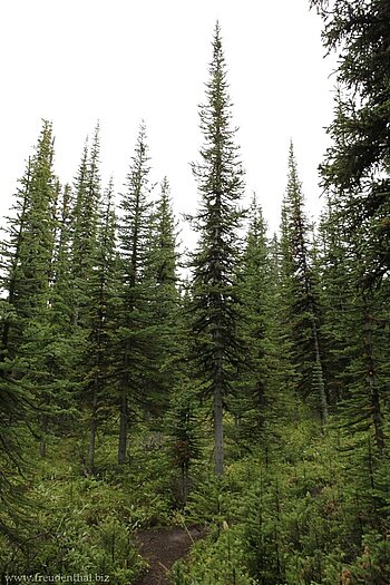 Schneewald auf dem Bow Summit