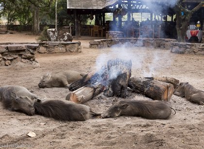 Private Game in Swasiland