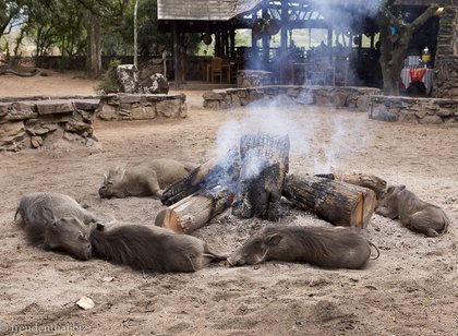 Private Game in Swasiland