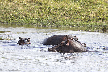 Nilpferde in der Amazibu Pan im iSimangaliso Wetland Park von St. Lucia