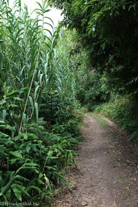 Wanderweg vom Leuchtturm zum kleinen Campingplatz von Ribeirinha