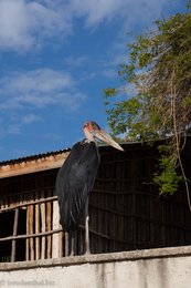 Marabu beim Fischmarkt von Awassa